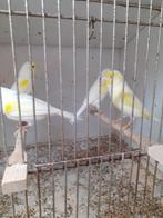 Gezocht kanarie's, Dieren en Toebehoren, Vogels | Kanaries, Mannelijk, Kleurkanarie