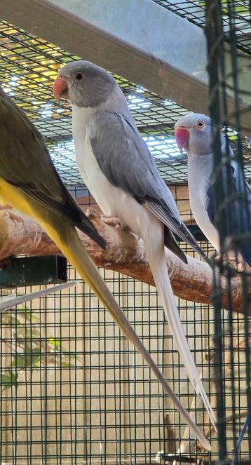Grijs Opaline Bleekstaart pop van 25 beschikbaar voor biedingen