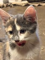 Boerderijkittens zoeken liefdevol nestje, Dieren en Toebehoren, Katten en Kittens | Overige Katten, Meerdere dieren