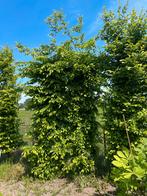 carpinus, Tuin en Terras, Overige soorten, 250 tot 400 cm, Zomer, Ophalen