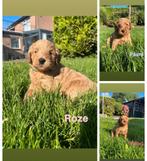 Te koop australian doodle pups, Dieren en Toebehoren, Honden | Retrievers, Spaniëls en Waterhonden, Overige rassen, CDV (hondenziekte)
