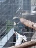 Koppel blauw bonte Kakarikie geringd van vorig jaar, Dieren en Toebehoren, Vogels | Parkieten en Papegaaien, Meerdere dieren, Parkiet