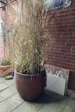plant in pot, Tuin en Terras, Vaste plant, Halfschaduw, Herfst, Ophalen