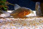 Corydoras sterbai F1 te koop, Dieren en Toebehoren, Vissen | Aquariumvissen, Vis