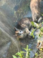 Poesje, Dieren en Toebehoren, Katten en Kittens | Raskatten | Korthaar, Poes