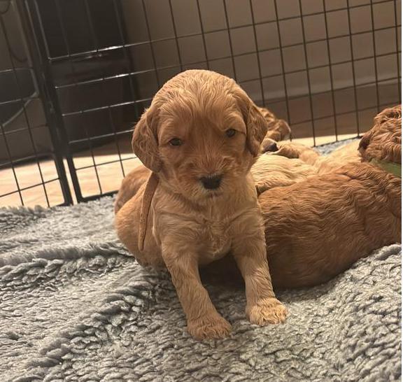 Prachtige pups ALF2 australian doodles te koop, Dieren en Toebehoren, Honden | Bulldogs, Pinschers en Molossers, Meerdere dieren