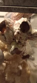 Oud glazen doos met oude schelpen en koraal enzo, Ophalen of Verzenden