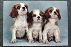 Drie jonge Cocker-Spaniel-honden, Verzamelen, Ansichtkaarten | Dieren, 1960 tot 1980, Ongelopen, Verzenden, Hond of Kat