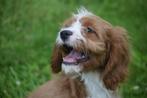 Cavapoo pups mooie keuze uit 3 nestjes, Dieren en Toebehoren, 15 weken tot 1 jaar, Buitenland, Meerdere, Meerdere dieren