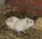 Cavia beertjes, Dieren en Toebehoren, Mannelijk, Cavia