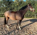 Paarden scheren omgeving Flevoland, Gelderland en Overijssel
