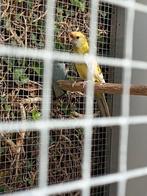 Strogele en pennant rosella, Dieren en Toebehoren, Vogels | Parkieten en Papegaaien, Meerdere dieren, Parkiet, Geringd