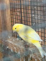 Goulds en kanaries, Dieren en Toebehoren, Ophalen of Verzenden