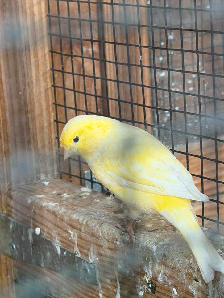 Goulds en kanaries, Dieren en Toebehoren, Vogels | Toebehoren, Ophalen of Verzenden