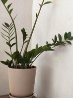 Zamioculcas Zamiifolia (ZZ Plant) Kamerplant, Ophalen of Verzenden, Halfschaduw, Minder dan 100 cm