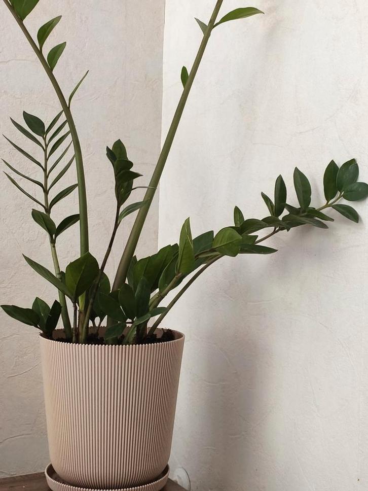 Zamioculcas Zamiifolia (ZZ Plant) Kamerplant, Huis en Inrichting, Kamerplanten, Minder dan 100 cm, Halfschaduw, Ophalen of Verzenden