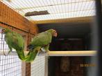 wijnborst amazone, Dieren en Toebehoren, Vogels | Parkieten en Papegaaien, Geslacht onbekend, Papegaai