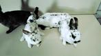 Schitterende jonge raszuivere dwerg rexjes te koop., Dieren en Toebehoren, Konijnen, Meerdere dieren, Dwerg, 0 tot 2 jaar