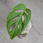 Monstera Esqueleto gewortelde stek, Ophalen of Verzenden, Overige soorten, Minder dan 100 cm