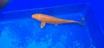 Oranje Ogon Koi, Dieren en Toebehoren, Vissen | Vijvervissen, Karper of Koi