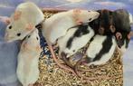 Mannelijke ratjes van 22 mei, Rat, Mannelijk, Mei, Tam