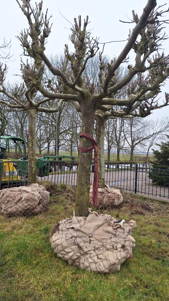 Set van 3 mooie volwassen dakplatanen, sierbomen, laanbomen, Tuin en Terras, Planten | Bomen, Dakboom, 100 tot 250 cm, Halfschaduw