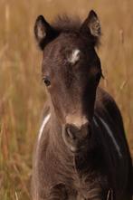 Falabella fokdieren hengst 100%  Stamboek ., Dieren en Toebehoren, Hengst