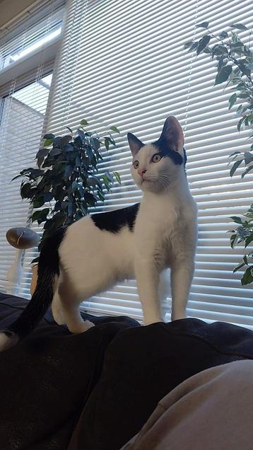 Lieve kater te koop beschikbaar voor biedingen