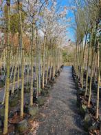 Prunus yedoensis te koop!, Halfschaduw, Lente, 100 tot 250 cm, Ophalen