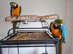 blauwgele ara, Dieren en Toebehoren, Vogels | Parkieten en Papegaaien, Meerdere dieren, Papegaai, Pratend