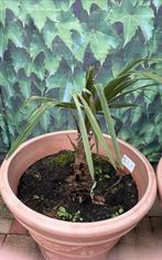 Palmboom, Tuin en Terras, Planten | Bomen, Minder dan 100 cm, Zomer, Palmboom, Ophalen