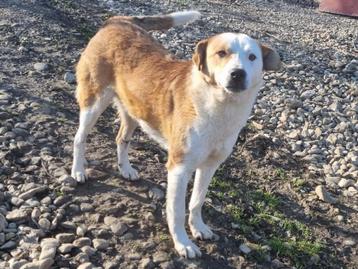 Winnie een vrolijke, speelse, mooie en hele lieve hond beschikbaar voor biedingen