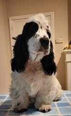 Engelse cocker spaniel pups .Reutje, België, Fokker | Hobbymatig, 15 weken tot 1 jaar, Reu