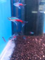 Neon tetra sluier eventueel aan huis bezorgd, Dieren en Toebehoren, Vissen | Aquariumvissen, Vis