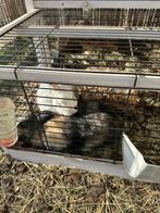 Twee konijnen, Dieren en Toebehoren, Konijnen, Meerdere dieren, Klein, 0 tot 2 jaar