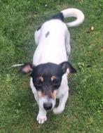 Jack russel pups, Dieren en Toebehoren, Parvo, Jack Russell Terriër, 8 tot 15 weken, Meerdere
