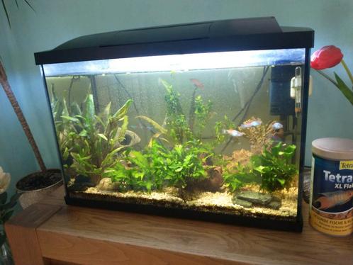 Twee keer een aquarium super fish 70 liter. Met toebehoren, Dieren en Toebehoren, Vissen | Aquaria en Toebehoren, Zo goed als nieuw