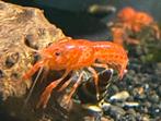 De mooiste CPO Oranje dwergkreeftje "Cambarellus patzcuarens, Dieren en Toebehoren, Vis