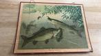 Oude Schoolplaat “Karpfen, Hecht”, Ophalen of Verzenden, Natuur en Biologie