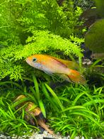 1 man apistogramma agassizi fire red te koop, Dieren en Toebehoren, Vissen | Aquariumvissen, Vis, Zoetwatervis