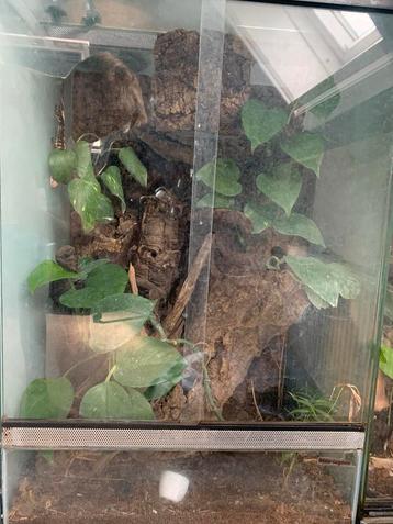 Wimper gekko man met terrarium beschikbaar voor biedingen