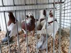 Sierduiven te koop, Dieren en Toebehoren, Vogels | Duiven, Meerdere dieren, Overige soorten