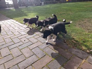 Bordercollie pups beschikbaar voor biedingen