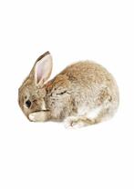 Muursticker Sticker Baby Konijn KEK Amsterdam, Betuwestraat 25, 1079 PR, AMSTERDAM, Nieuw, KEK Amsterdam, Ophalen of Verzenden