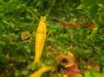 yellow king kong garnalen caridina, Kreeft, Krab of Garnaal, Zoetwatervis