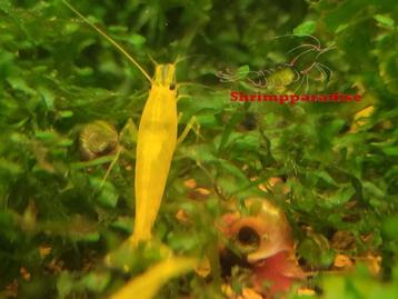 yellow king kong garnalen caridina beschikbaar voor biedingen