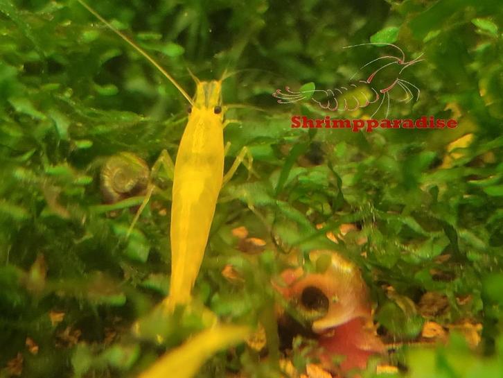 yellow king kong garnalen caridina, Dieren en Toebehoren, Vissen | Aquariumvissen, Zoetwatervis, Kreeft, Krab of Garnaal