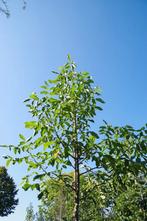 walnoten notenboom veredelde soorten juglans, Overige soorten, Zomer, Ophalen, Volle zon