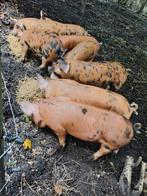 Mooie forse biggen te koop, Meerdere dieren, Varken, 0 tot 2 jaar