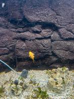 2 algeneters, 11 kleine aquariumstenen, 1 vissenkom, Ophalen of Verzenden, Plant(en), Steen of Hout